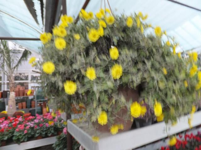 Name:  DSCF8181.jpg
Views: 317
Size:  47.3 KB