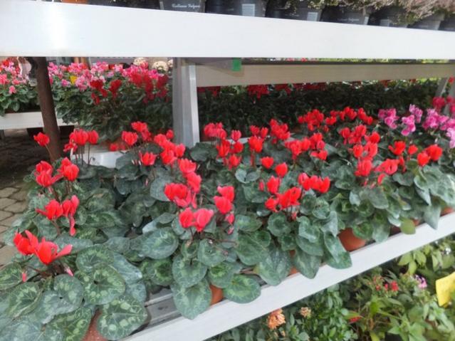 Name:  DSCF8182.jpg
Views: 314
Size:  56.7 KB