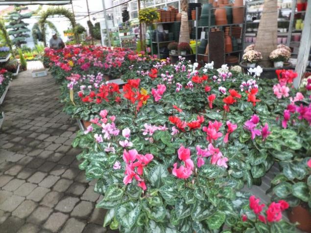 Name:  DSCF8186.jpg
Views: 312
Size:  71.4 KB