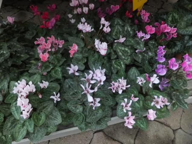 Name:  DSCF8187.jpg
Views: 315
Size:  57.3 KB