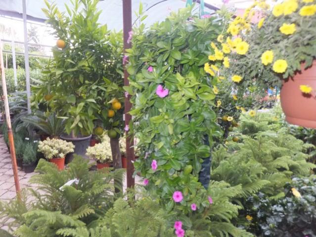 Name:  DSCF8193.jpg
Views: 330
Size:  64.8 KB