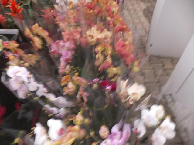 Name:  DSCF8200.jpg
Views: 282
Size:  38.4 KB