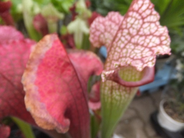 Name:  DSCF8203.jpg
Views: 307
Size:  62.3 KB