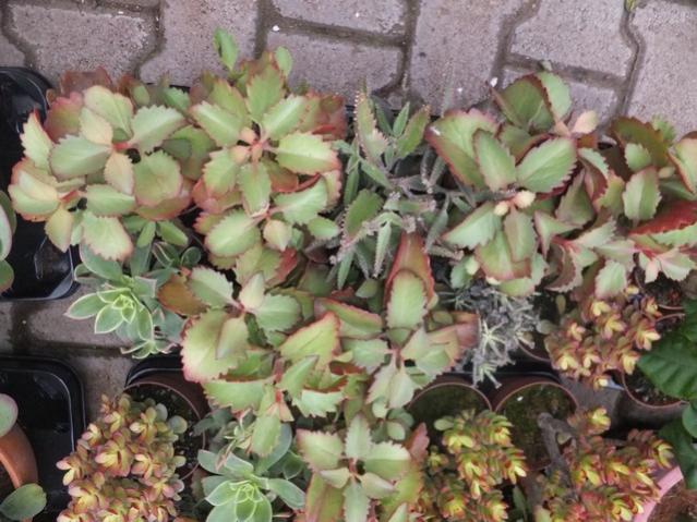 Name:  DSCF8208.jpg
Views: 298
Size:  60.0 KB
