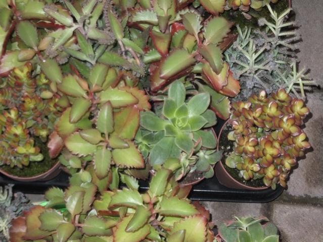 Name:  DSCF8210.jpg
Views: 300
Size:  58.9 KB
