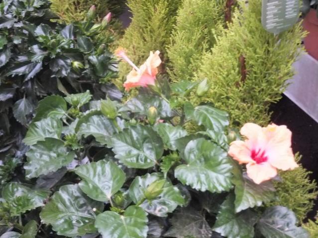 Name:  DSCF7136.jpg
Views: 268
Size:  59.6 KB