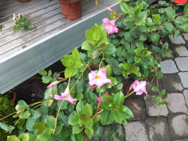 Name:  DSCF7138.jpg
Views: 282
Size:  58.7 KB