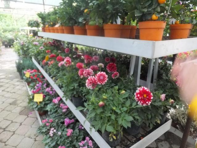 Name:  DSCF7142.jpg
Views: 298
Size:  55.1 KB