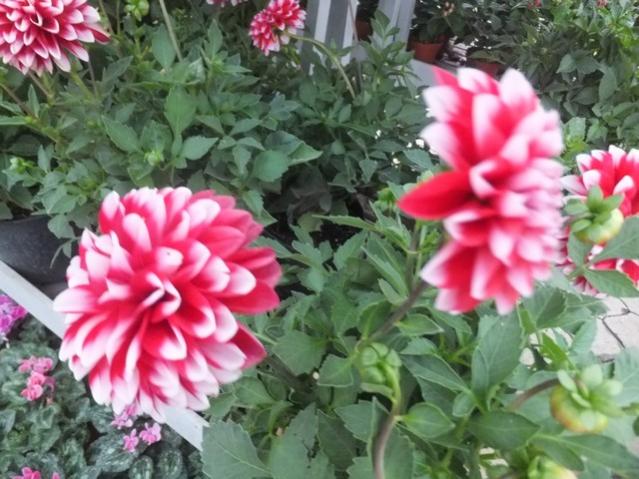 Name:  DSCF7143.jpg
Views: 271
Size:  56.9 KB