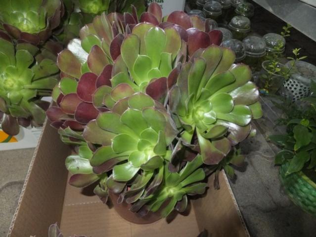 Name:  DSCF7153.jpg
Views: 298
Size:  44.9 KB