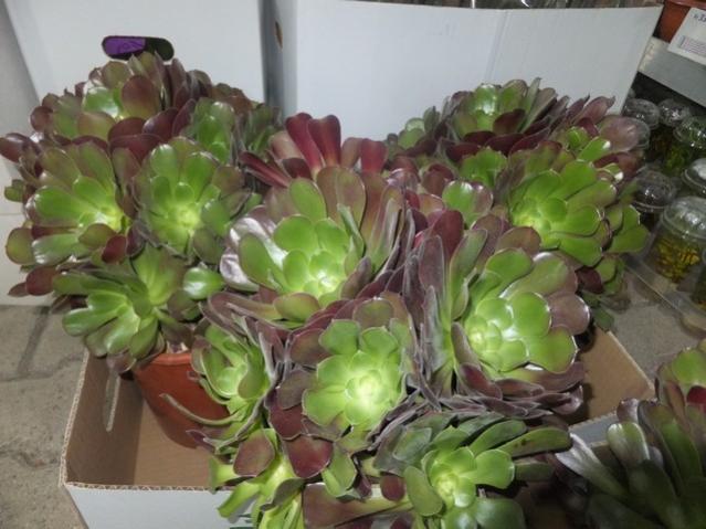 Name:  DSCF7154.jpg
Views: 297
Size:  46.4 KB