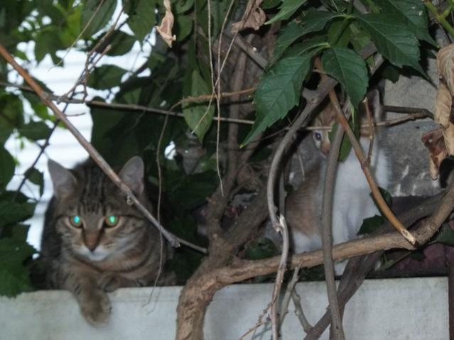 Name:  DSCF7387.jpg
Views: 271
Size:  44.7 KB