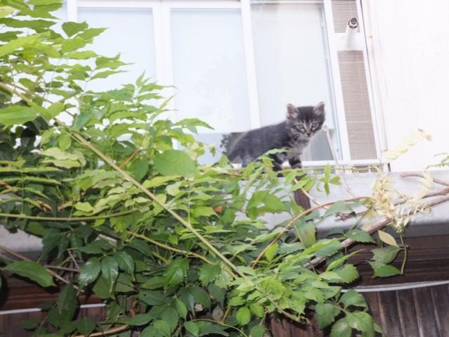 Name:  DSCF7390.jpg
Views: 296
Size:  51.0 KB