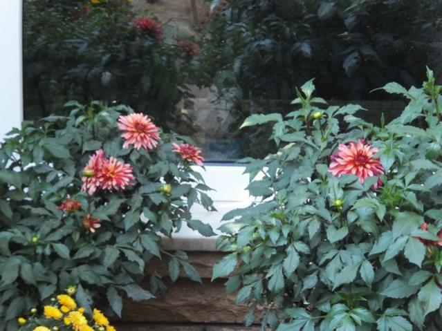 Name:  DSCF7409.jpg
Views: 457
Size:  55.3 KB