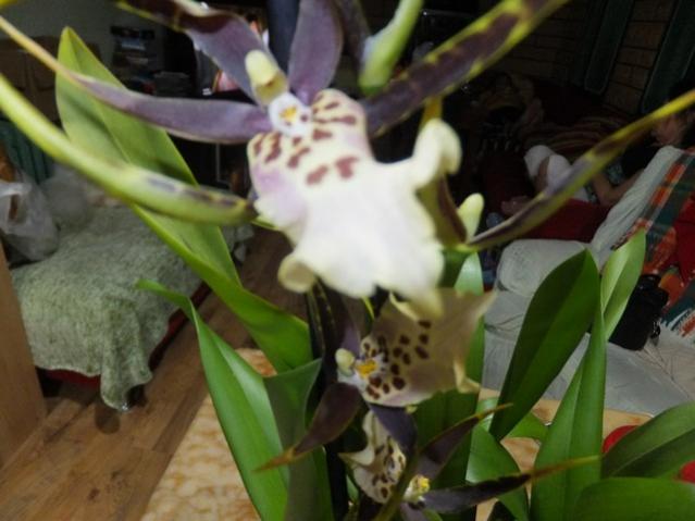 Name:  DSCF7427.jpg
Views: 467
Size:  38.1 KB