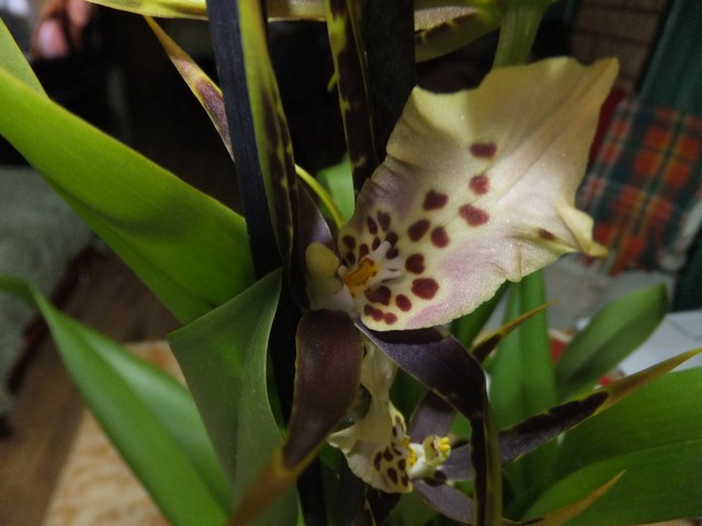 Name:  DSCF7428.jpg
Views: 484
Size:  67.7 KB