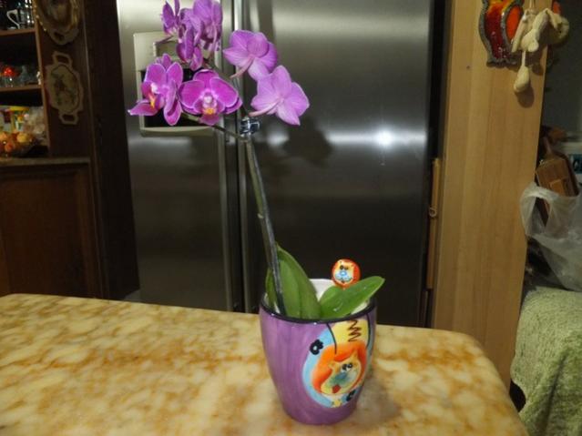 Name:  DSCF7432.jpg
Views: 452
Size:  35.1 KB