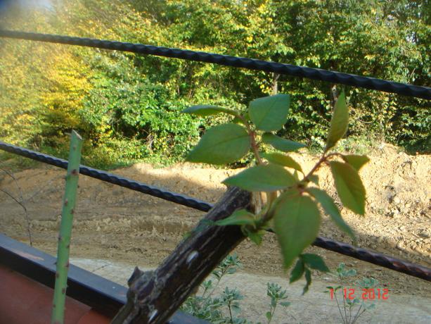 Name:  DSC01767.jpg
Views: 553
Size:  71.1 KB