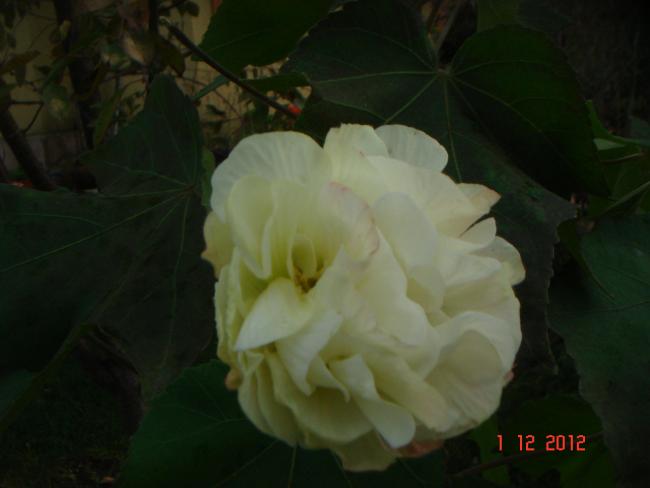 Name:  DSC01889.jpg
Views: 544
Size:  24.3 KB