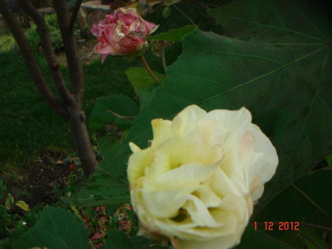 Name:  DSC01892.jpg
Views: 540
Size:  32.5 KB