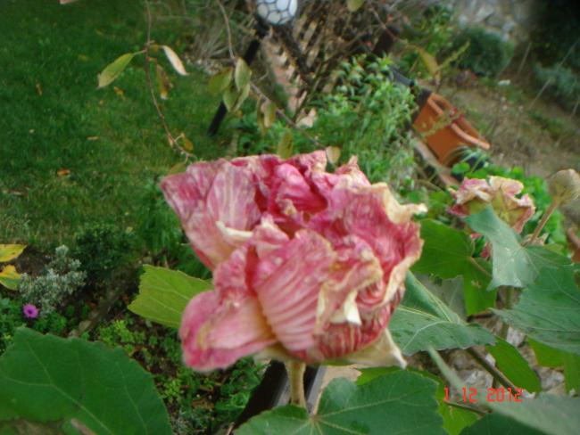 Name:  DSC01897.jpg
Views: 550
Size:  49.9 KB