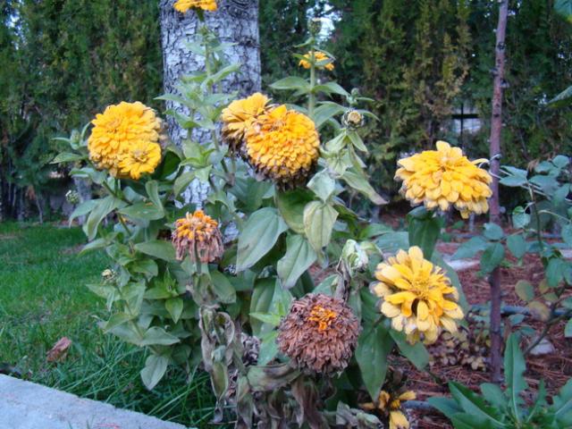 Name:  DSC05370.jpg
Views: 815
Size:  69.9 KB