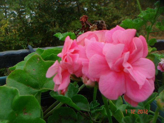 Name:  DSC01851.jpg
Views: 536
Size:  41.7 KB