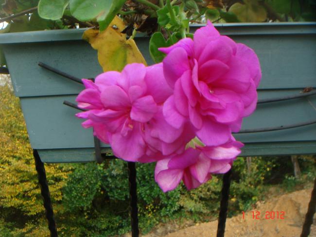 Name:  DSC01858.jpg
Views: 546
Size:  47.0 KB