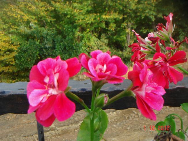 Name:  DSC01861.jpg
Views: 560
Size:  56.4 KB