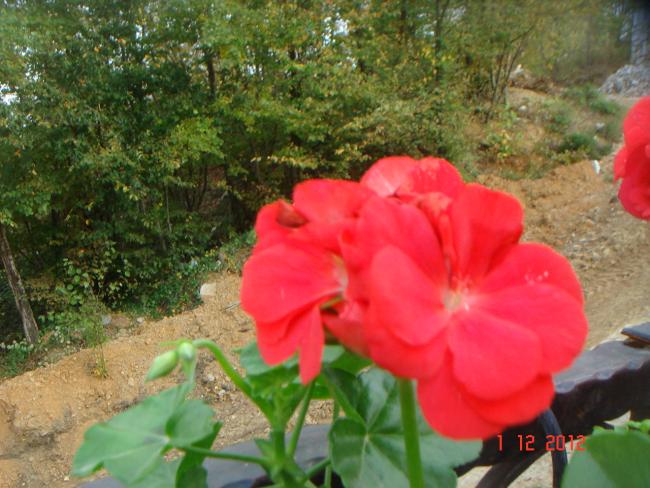 Name:  DSC01853.jpg
Views: 530
Size:  56.4 KB