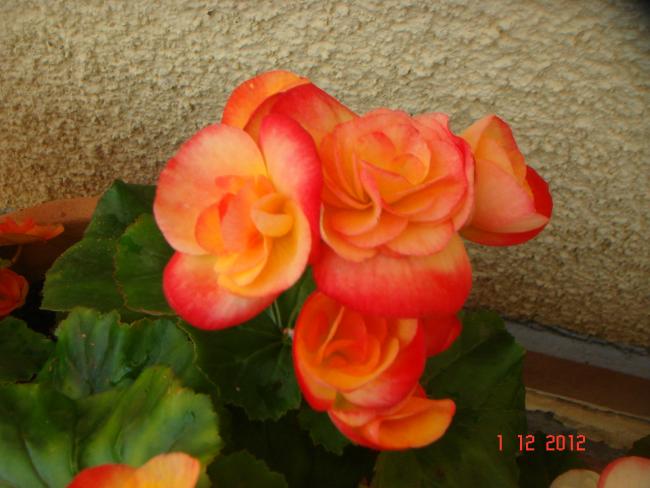 Name:  DSC01914.jpg
Views: 507
Size:  42.5 KB