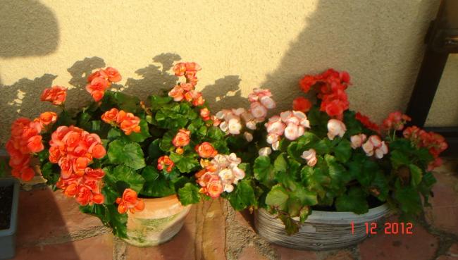 Name:  DSC01928.jpg
Views: 546
Size:  42.4 KB