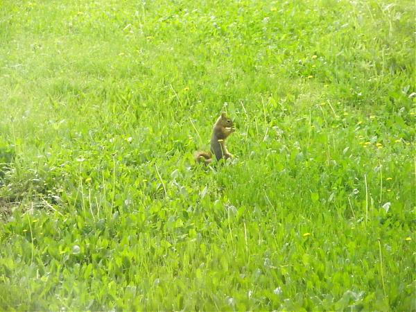 Name:  17.04.08 014.jpg
Views: 1957
Size:  66.4 KB