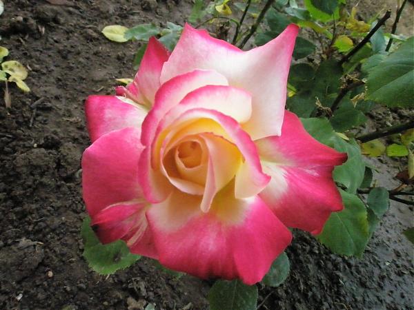 Name:  17.04.08 076.jpg
Views: 1916
Size:  49.7 KB