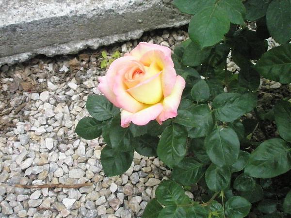 Name:  17.04.08 063.jpg
Views: 1954
Size:  58.0 KB