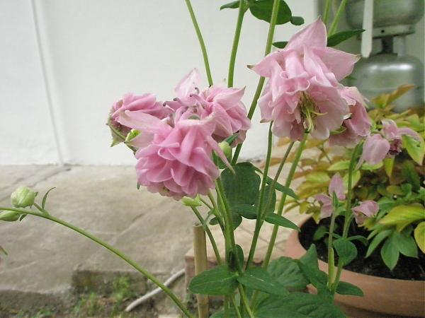 Name:  17.04.08 051.jpg
Views: 1957
Size:  39.7 KB