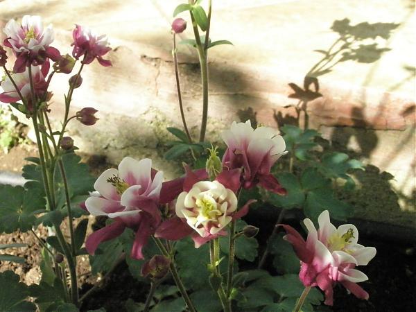 Name:  17.04.08 054.jpg
Views: 1944
Size:  47.7 KB