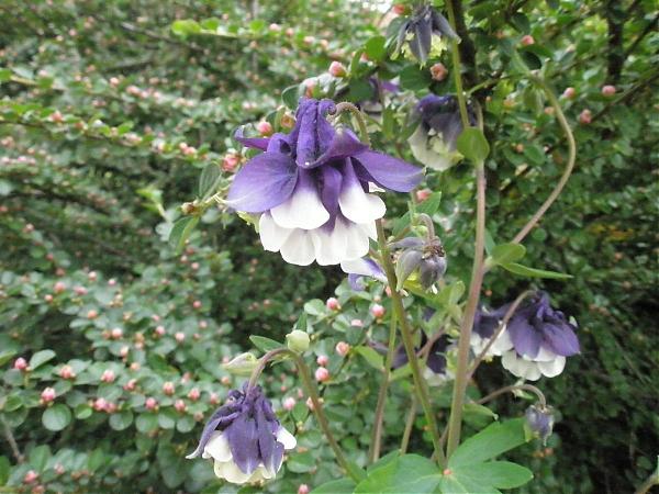 Name:  17.04.08 067.jpg
Views: 1968
Size:  58.0 KB