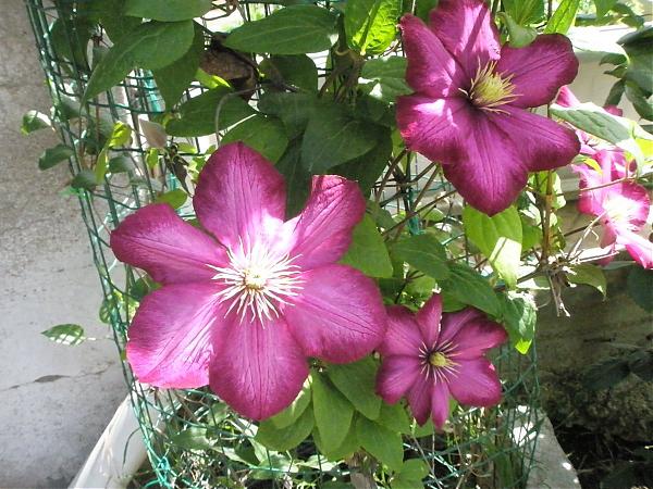 Name:  17.04.08 071.jpg
Views: 1963
Size:  66.5 KB