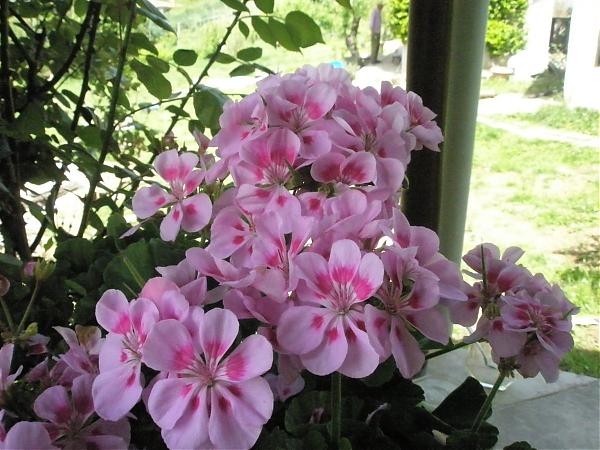 Name:  17.04.08 083.jpg
Views: 2009
Size:  57.1 KB