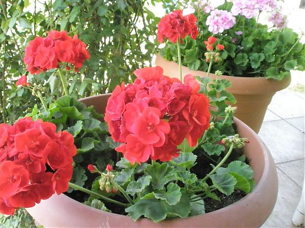 Name:  17.04.08 082.jpg
Views: 1989
Size:  63.0 KB
