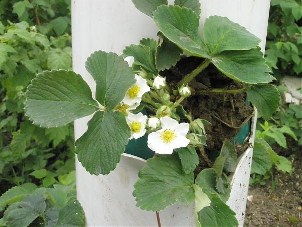 Name:  17.04.08 024.jpg
Views: 1986
Size:  50.9 KB