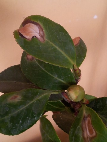 Name:  20121209_100024.jpg
Views: 1173
Size:  47.6 KB