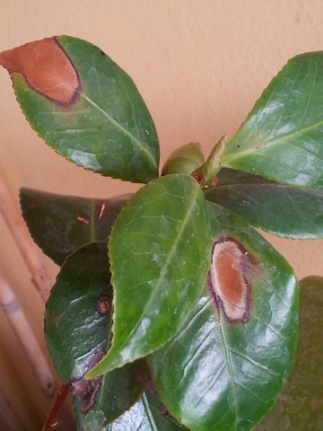 Name:  20121209_100035.jpg
Views: 1154
Size:  59.3 KB