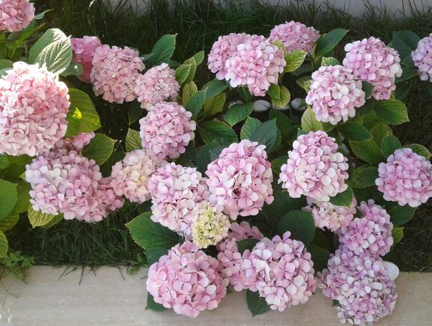 Name:  20120626_070148-1.jpg
Views: 1018
Size:  70.8 KB