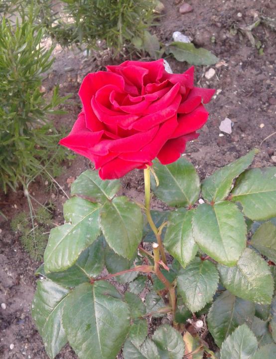 Name:  20120508_190047-1.jpg
Views: 1014
Size:  73.7 KB