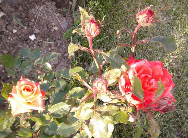Name:  20120508_190127-1.jpg
Views: 1056
Size:  71.0 KB