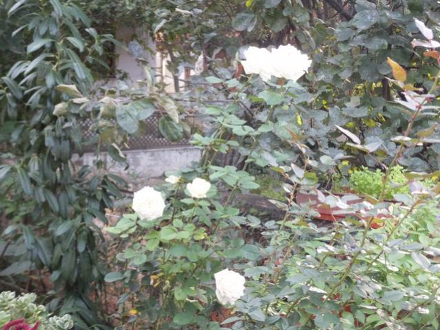 Name:  DSCF8392.jpg
Views: 366
Size:  67.6 KB