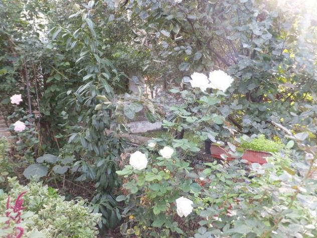 Name:  DSCF8393.jpg
Views: 367
Size:  71.0 KB