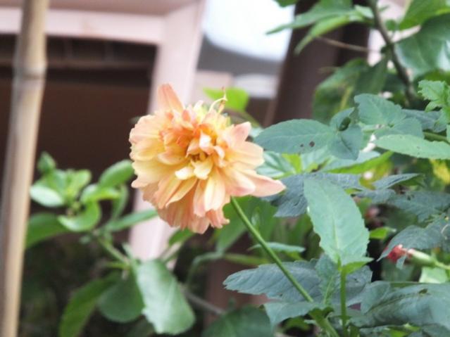 Name:  DSCF8413.jpg
Views: 322
Size:  35.9 KB